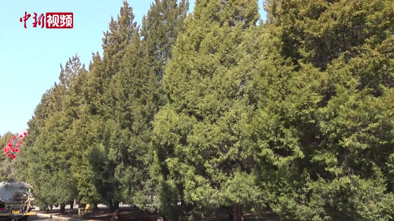 花粉季出门总爱打喷嚏？北京推出“花粉固定剂”破解困扰