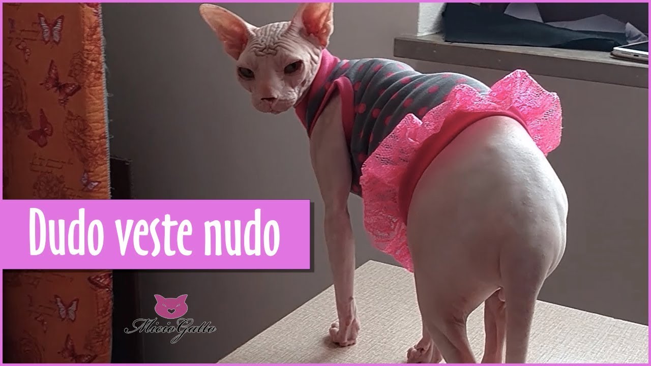 Vestitini per gatti  🎀 Dudo veste nudo 🎀