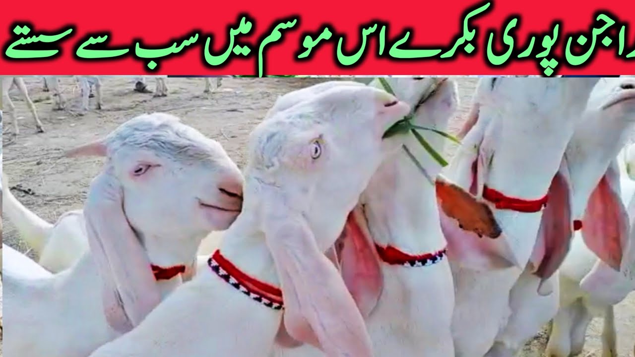 Rajinpuri Goats In Dera Gazi Khan Muhammad Pur Goat Mandi YouTube Shorts || RYK MANDI