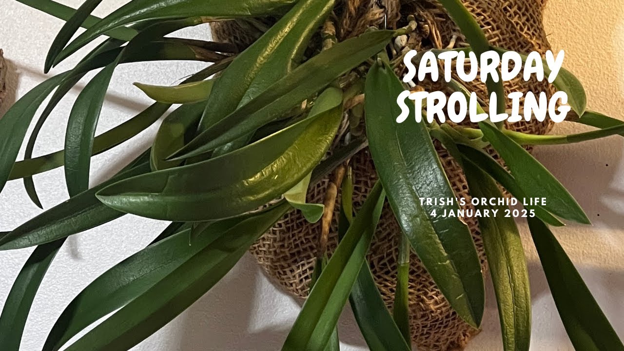 Saturday Strolling with the Orchids 4 JANUARY 2025 Saturday Strolling