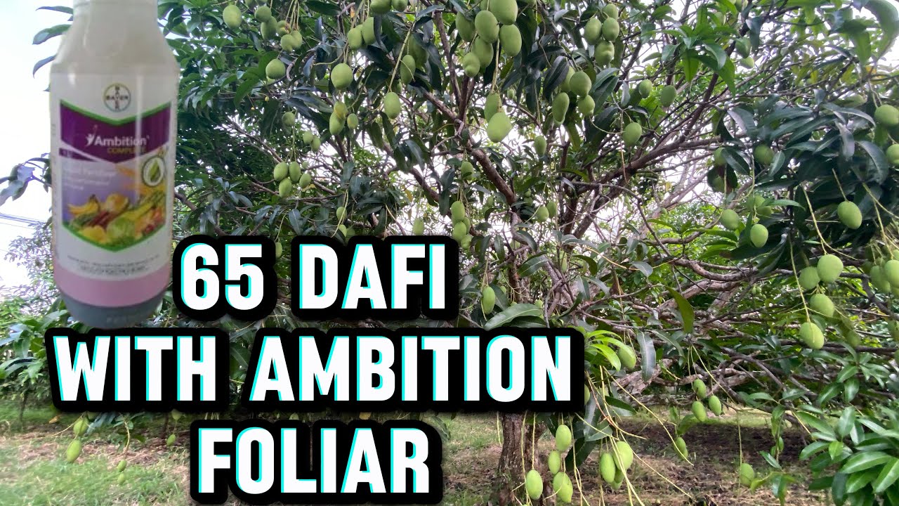 Ambition foliar sa 65 dafi result sa mangga area 1 #ambitionfoliar#mango #ambition 