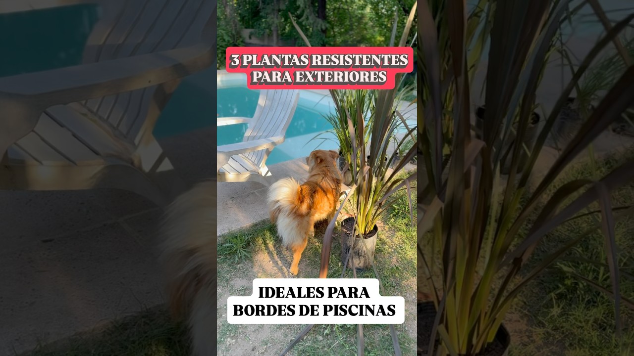 3 Plantas RESISTENTES ideales para Piscinas 💦