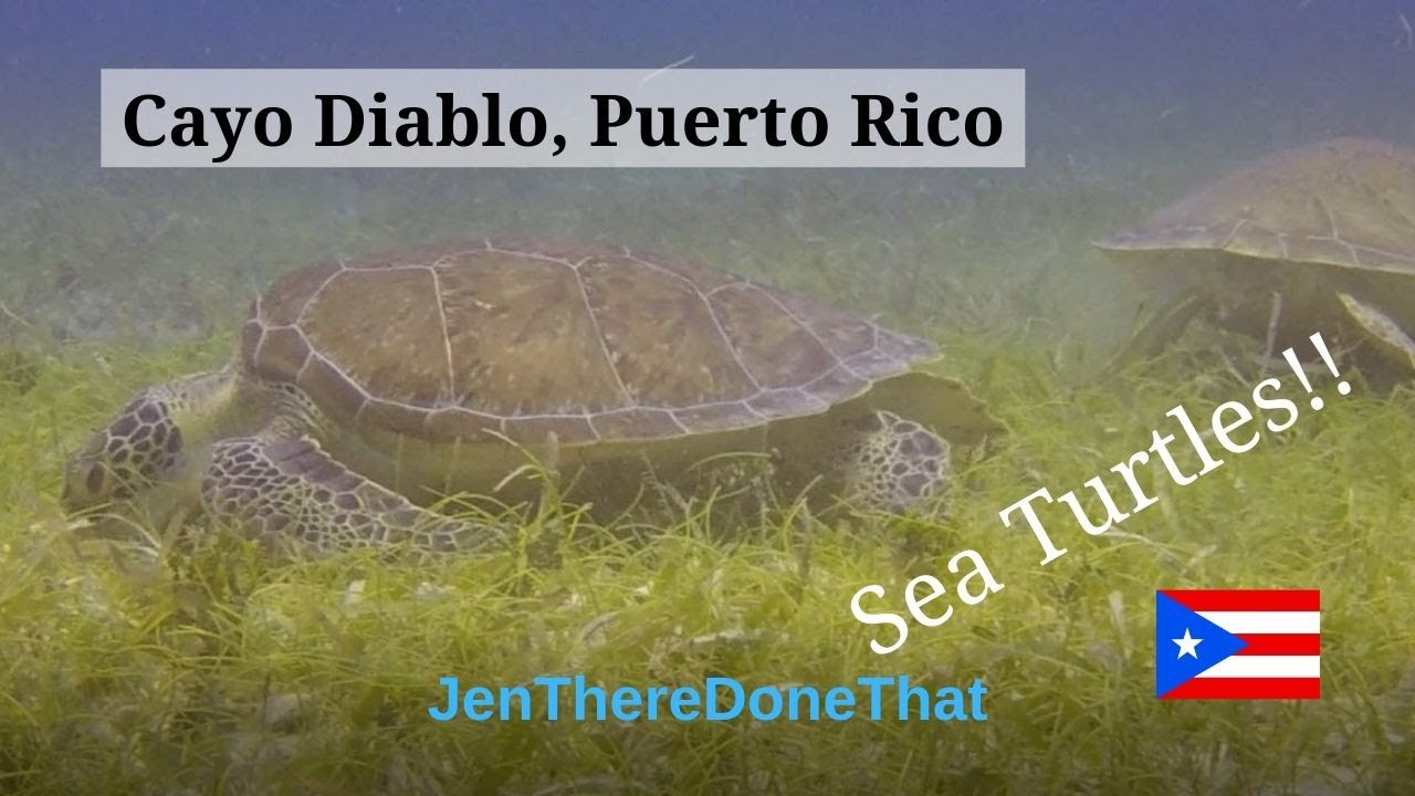 Scuba Diving with Turtles in Cayo Diablo | Puerto Rico