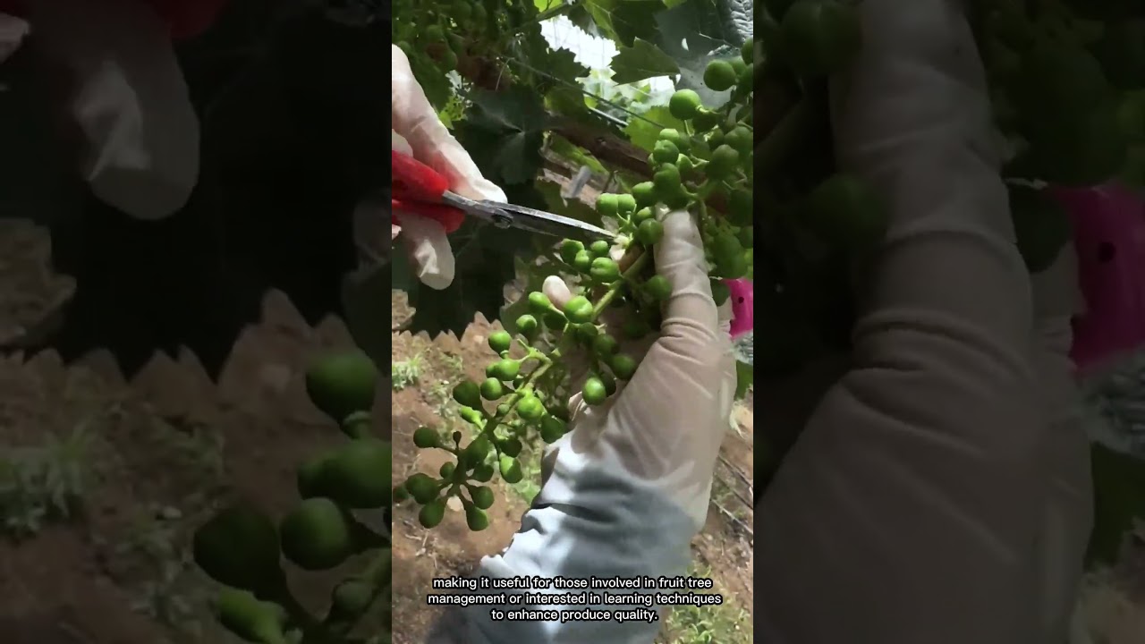 Thinning Grape Clusters to Improve Fruit Quality
