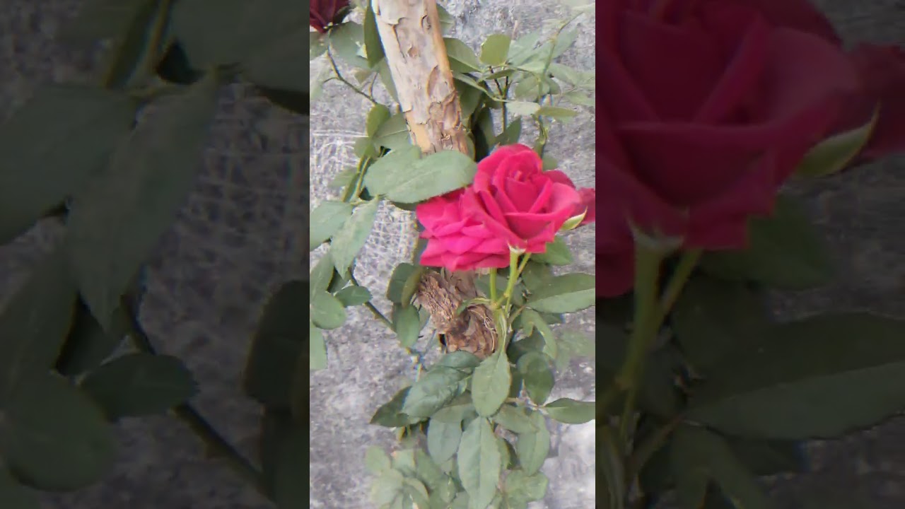 My little roses in small garden 🌹