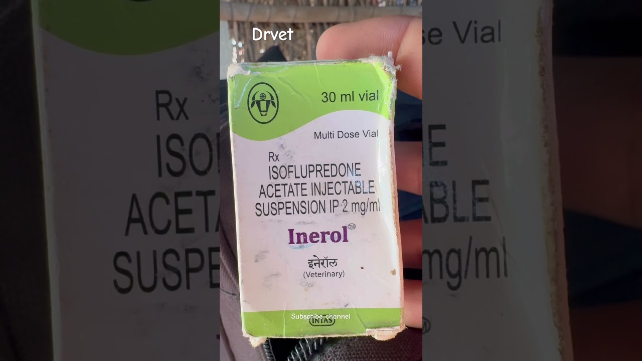 Isoflupredone acetate veterinary injection #drvet #drramniwasbishnoi #veterinary #animal #doctor