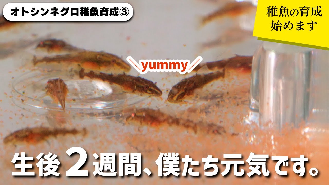【オトシンネグロ稚魚育成③】孵化から２週間たったオトシンネグロの稚魚の様子は？ #アクアリウム #熱帯魚 【ビバアクア】