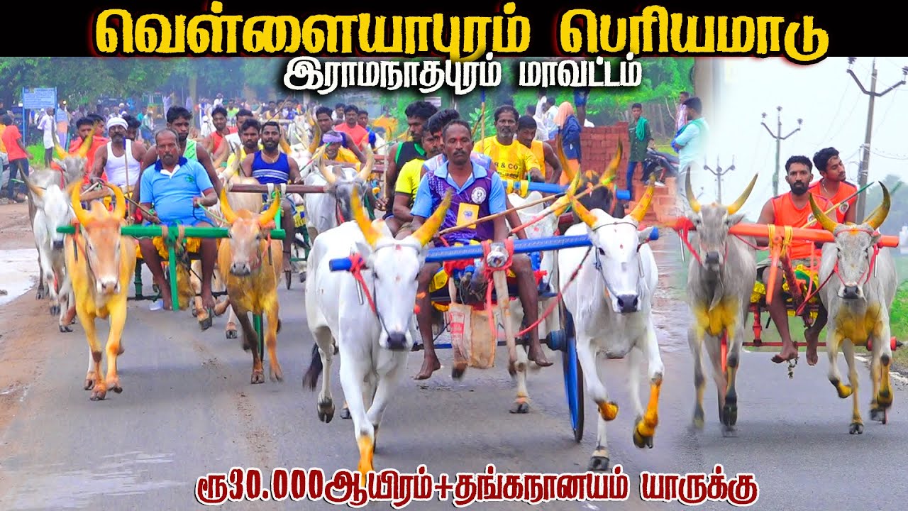 1வெள்ளையாபுரம்-30.000ஆயிரம்-பந்தயம்19.01.2025