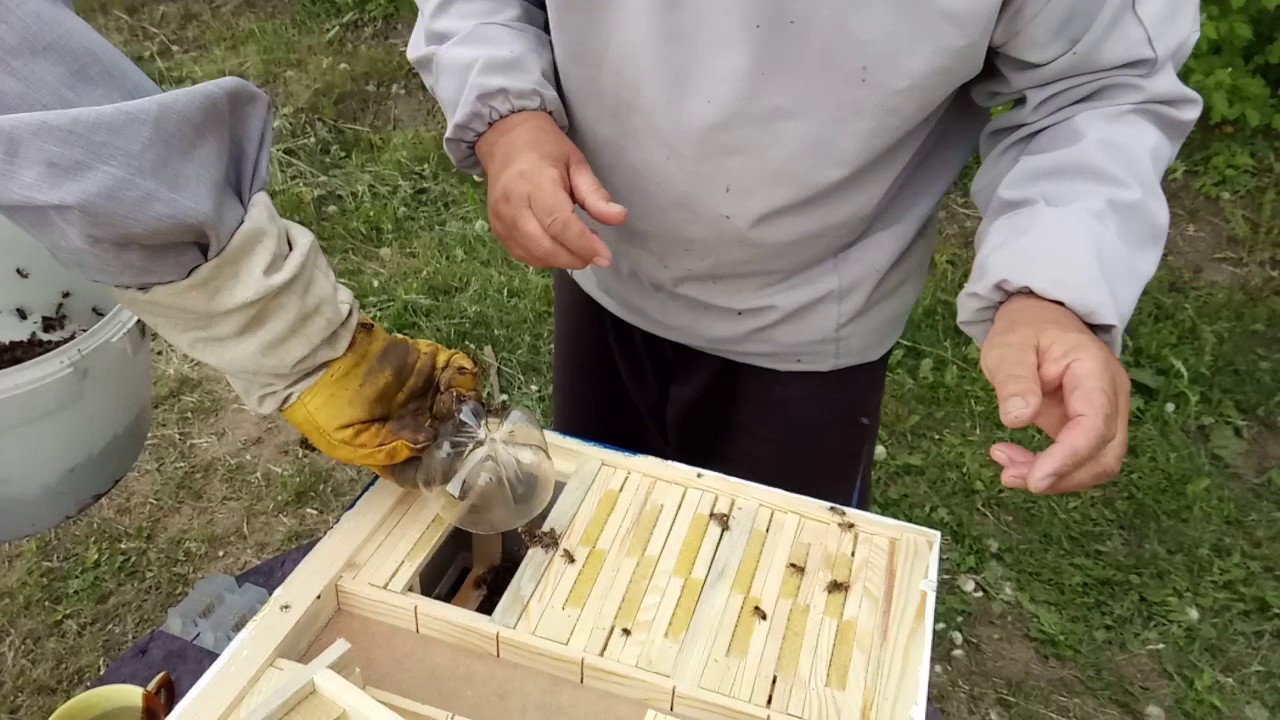 Beekeeping. Заселение мини нуклеусов.