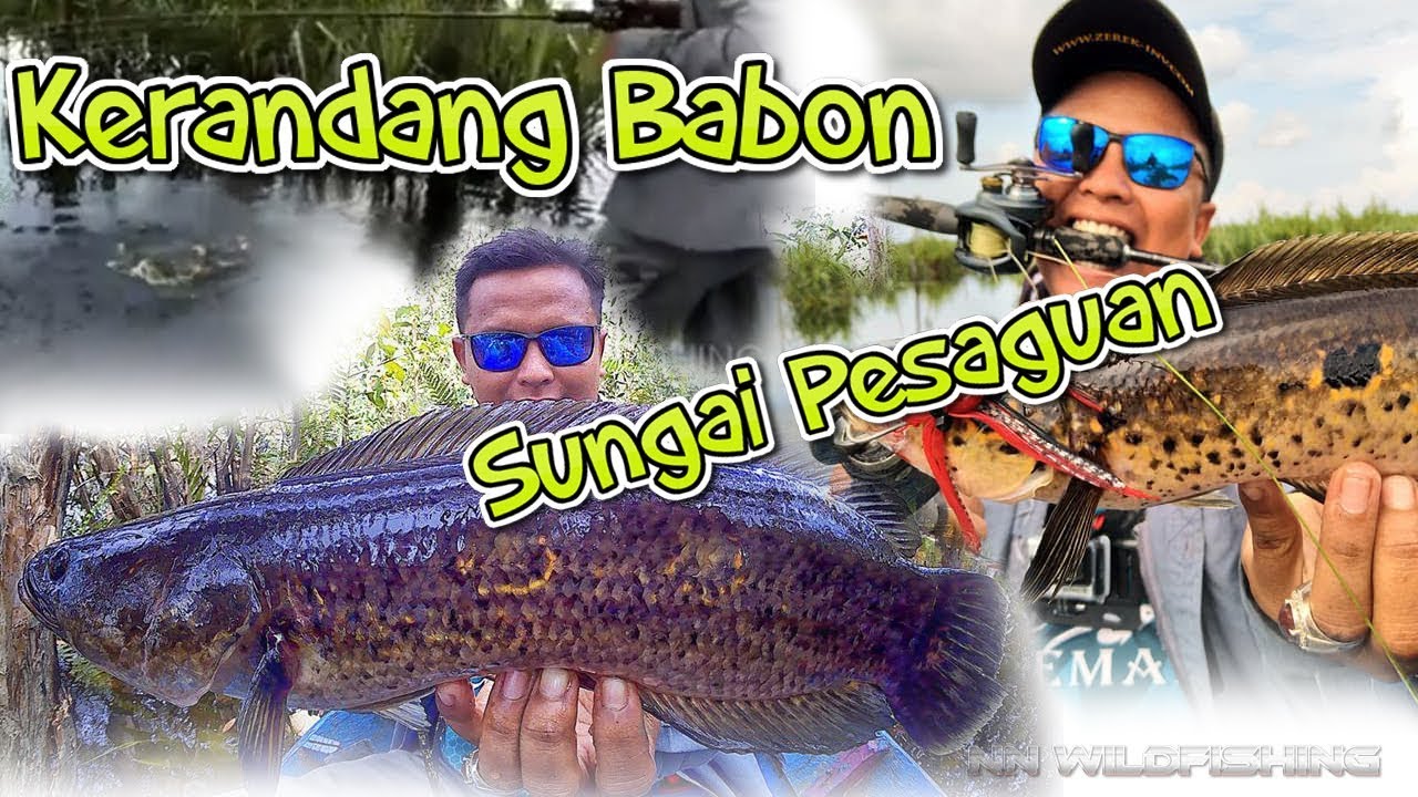 Mancing dengan Teknik Casting Strike Ikan Kerandang di Sungai Tapah Pesaguan, Ketapang #AK11