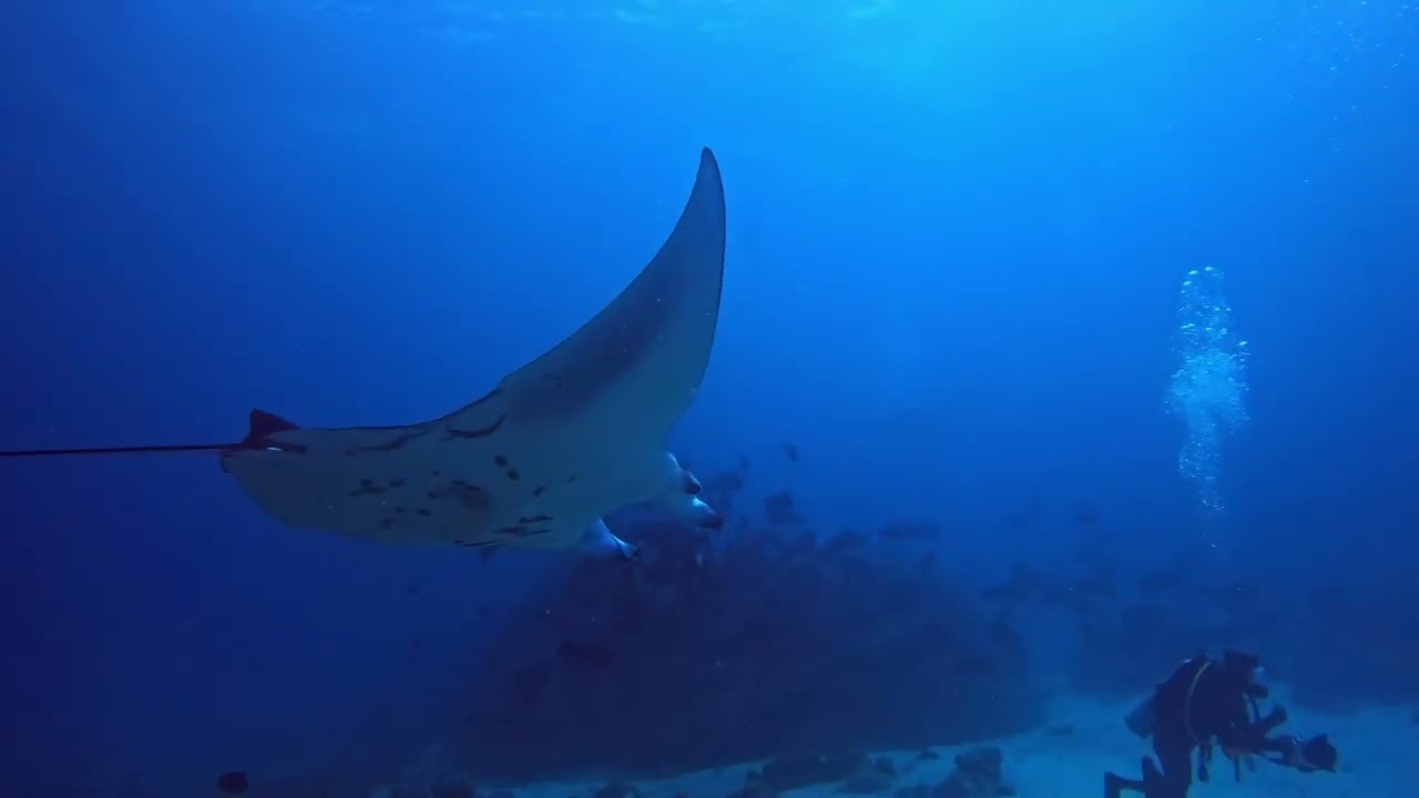 Rasdhoo, Alif Alif Atoll - Madi Gaa (Manta Point) - Miles Cut