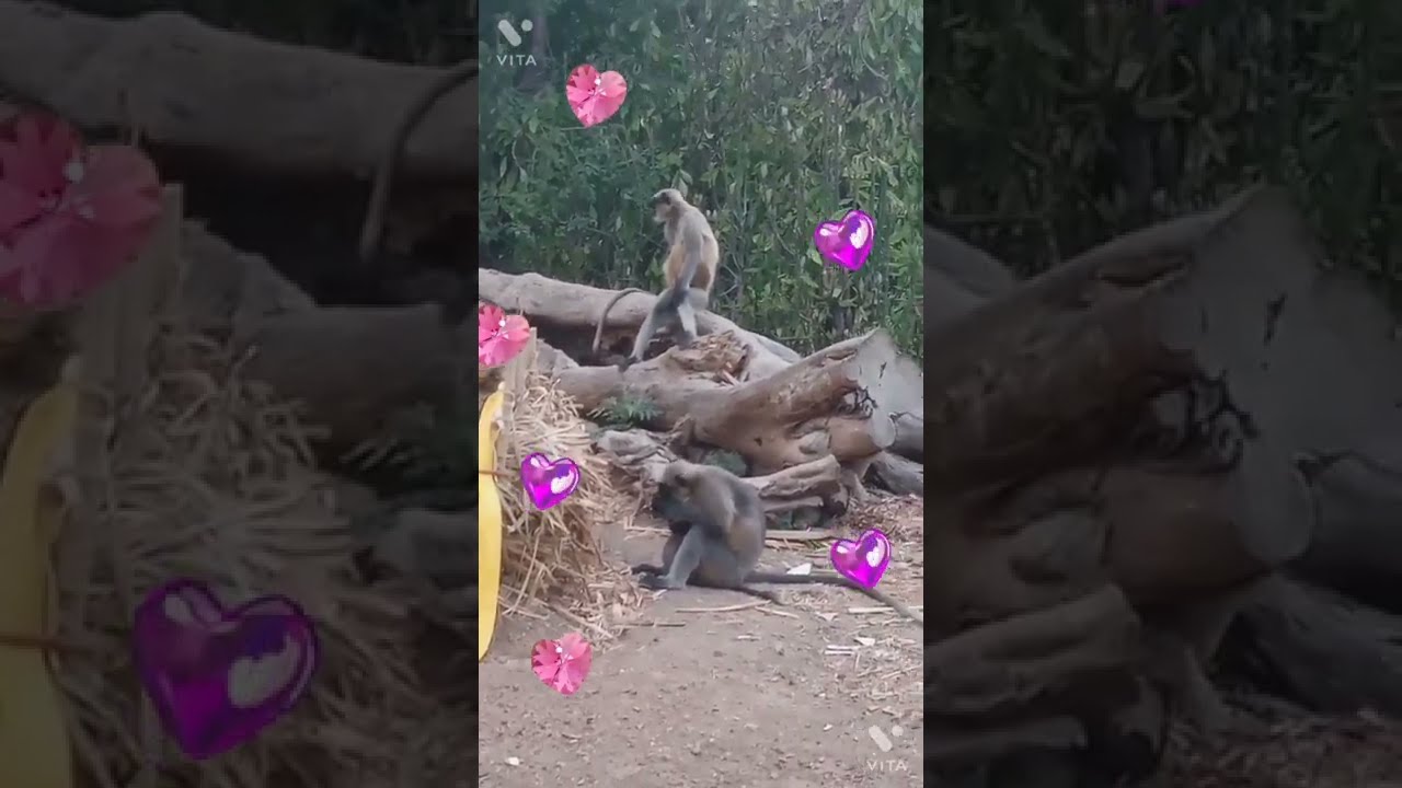 mankey video (gavakdchi makde) (vanar) mankey and baby mankey