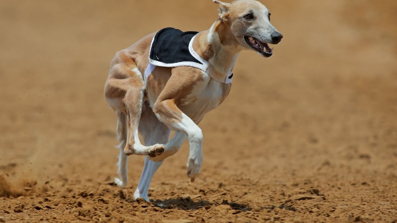 How to Train Your Whippet for Off-Leash Recall