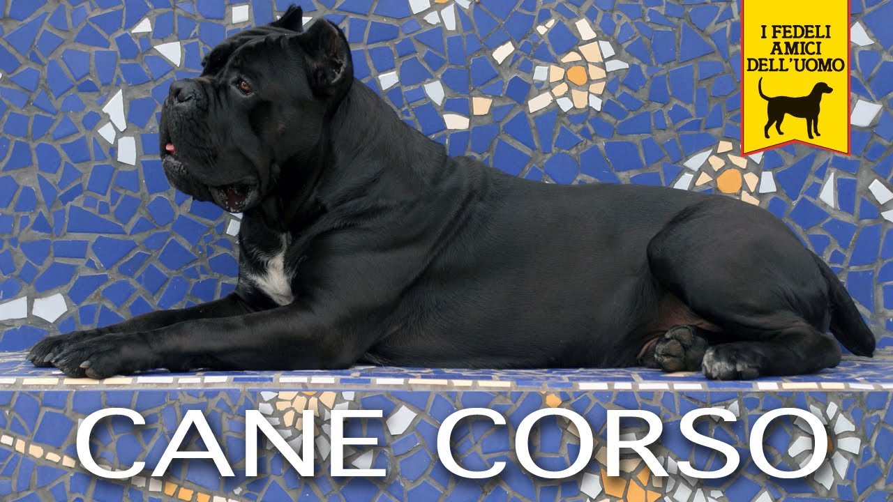 CANE CORSO ITALIANO trailer documentario (Prima Edizione)