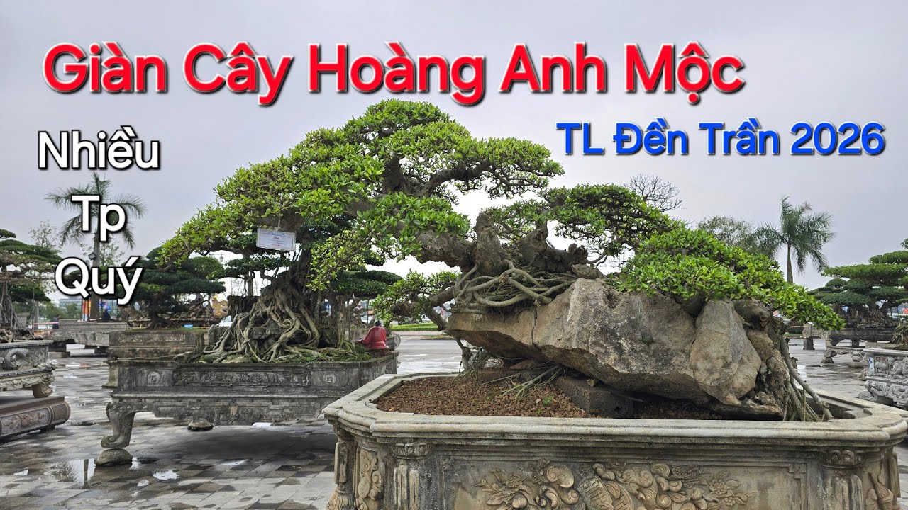 CHỌN LỌC những Tp HOÀNG ANH MỘC ĐẸP NHẤT ở TL ĐỀN TRẦN NAM ĐỊNH  Xuân 2026 .