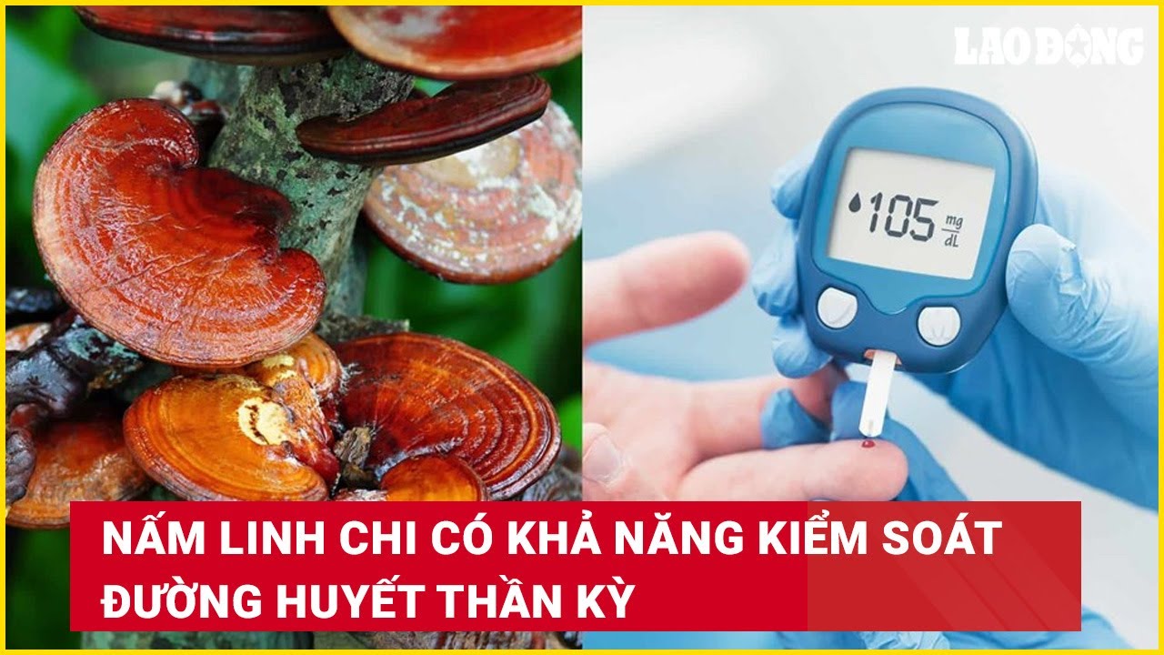 Nấm linh chi c&oacute; khả năng kiểm so&aacute;t đường huyết thần kỳ | B&aacute;o Lao Động