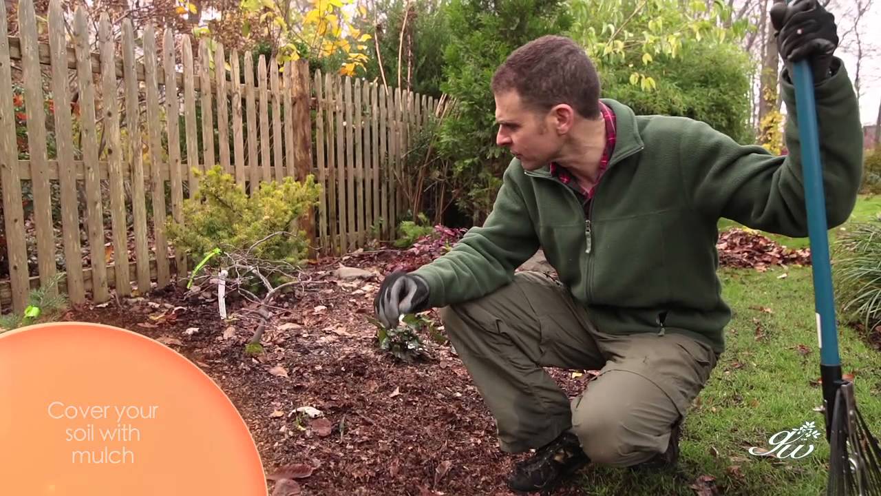 How to prepare flower beds for winter, keep moisture in and weeds out using mulch.