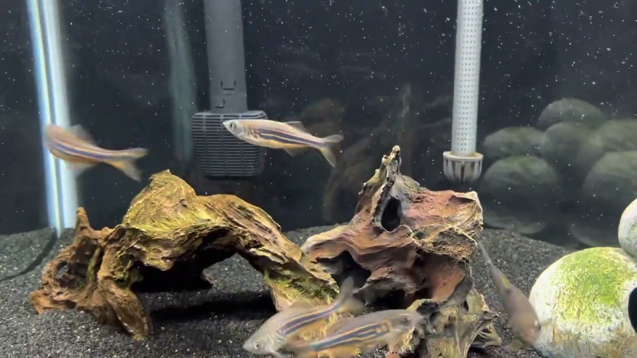 75 Gallon Senegal Bichir with Giant Danios and Silver Flying Fox