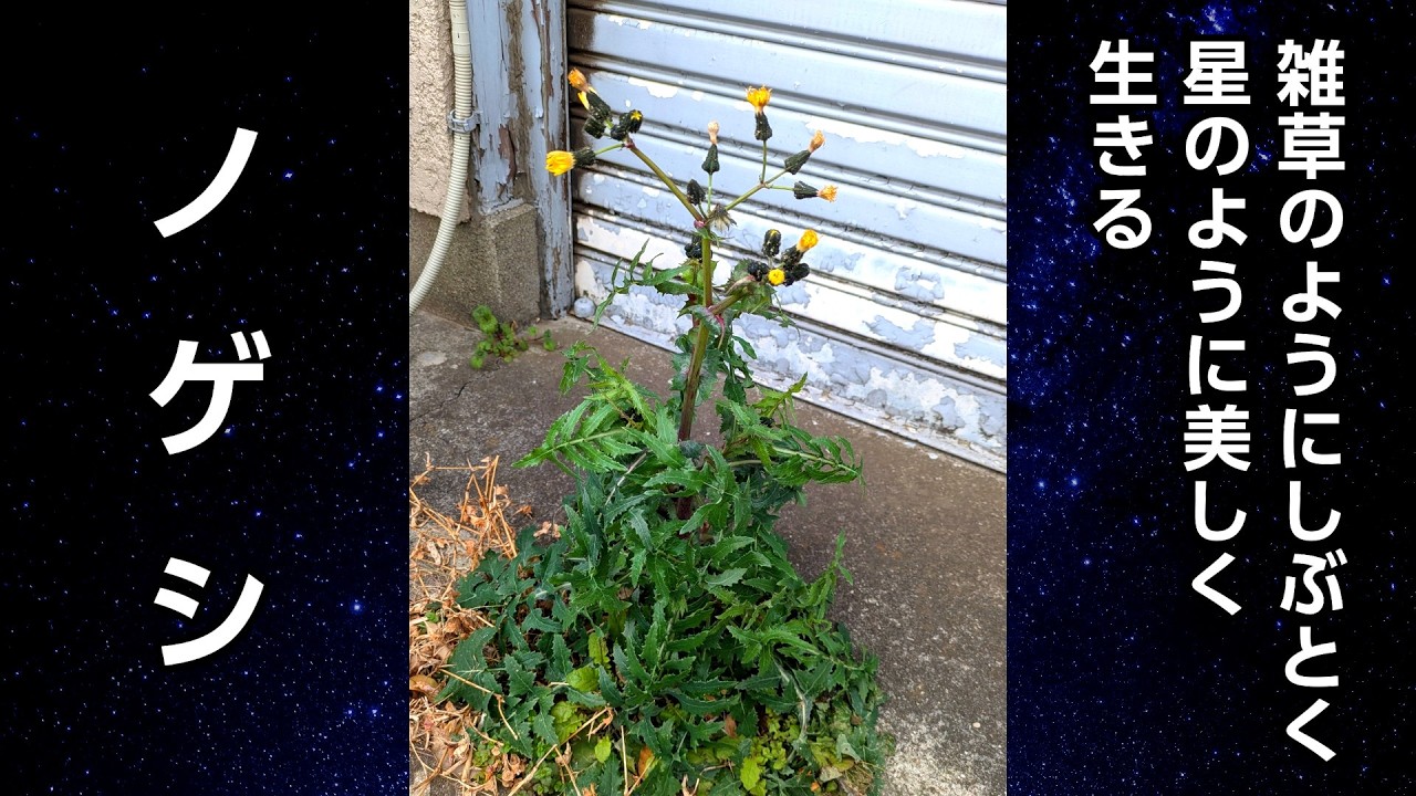 「ノゲシ」雑草のようにしぶとく星のように美しく生きる