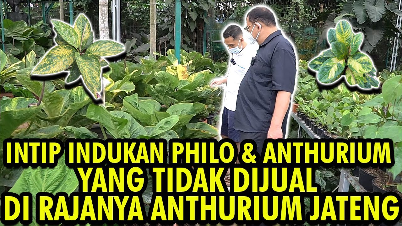 INTIP INDUKAN PHILO & ANTHURIUM YANG TIDAK DIJUAL DI RAJANYA ANTHURIUM JATENG!