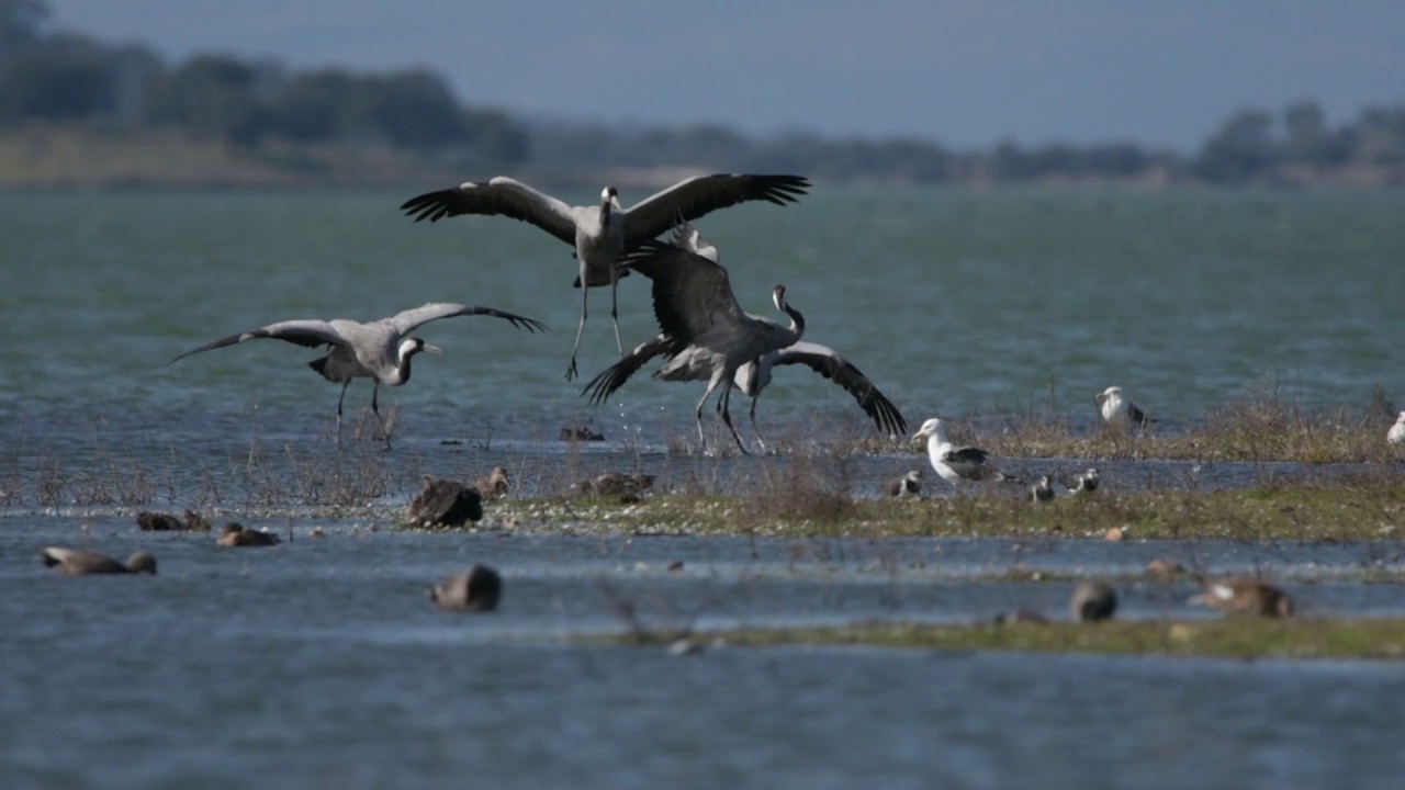 AVES EN EL EMBALSE DE NAVALCÁN (Toledo-ESPAÑA)