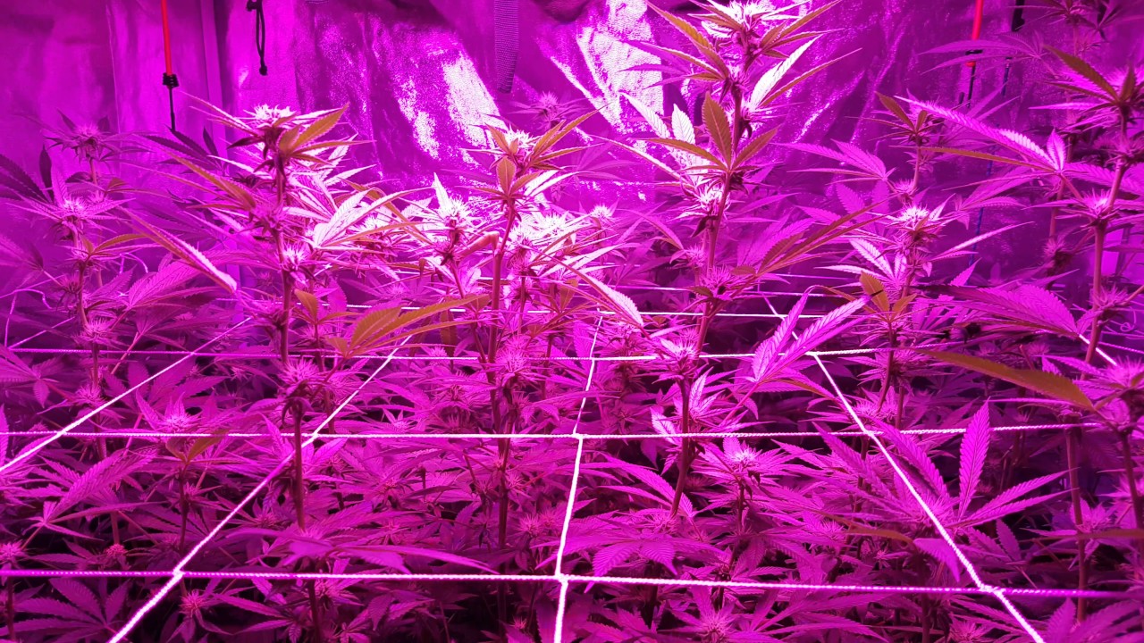 Peppermint kush Week 4 flower