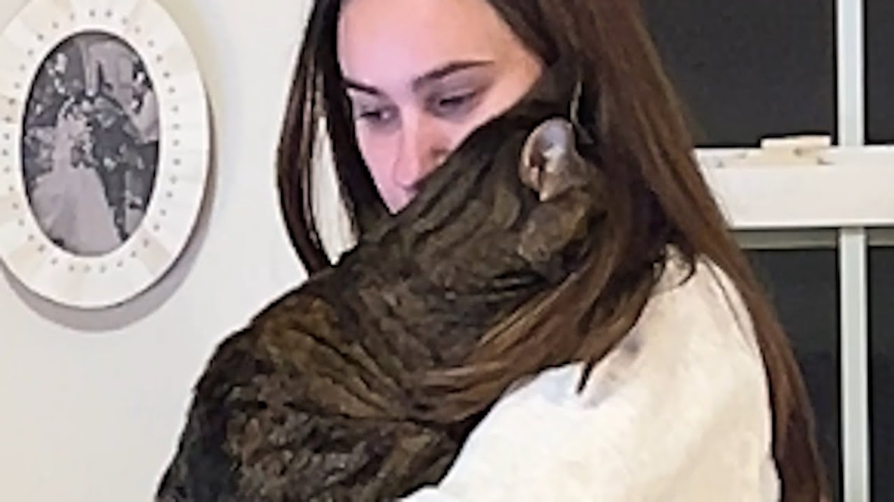 Abandoned cat hugs human who gave her home