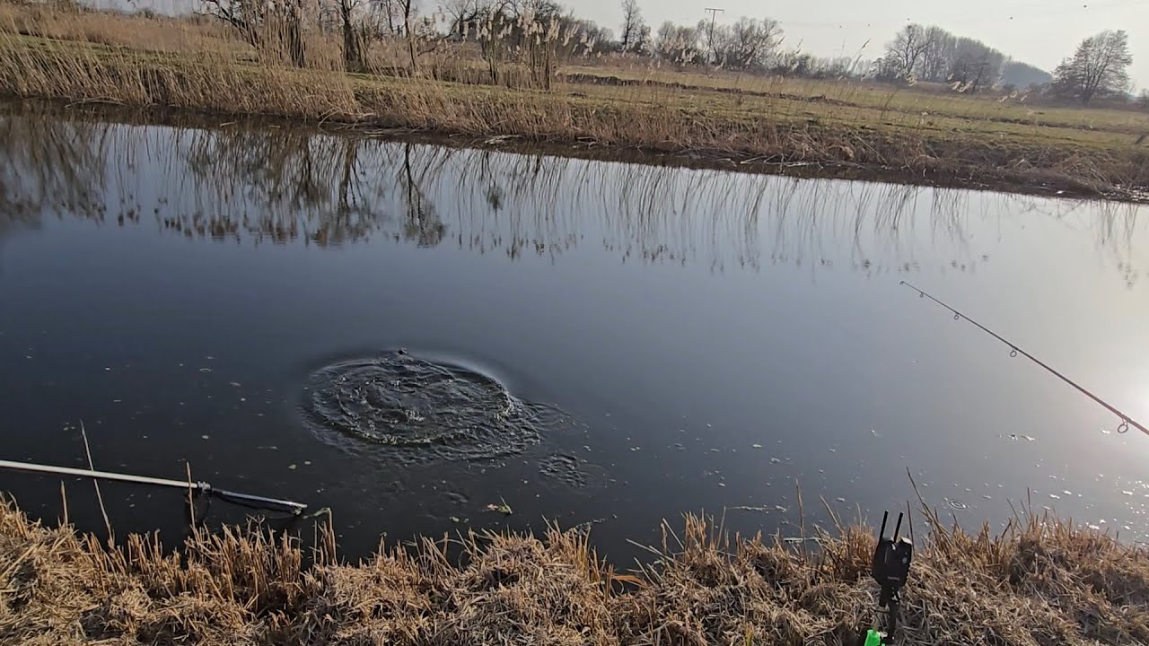 Karpfen und Friedfisch angeln am Kanal geht schon was ? #fishing #fishingvideo #carpfishing 