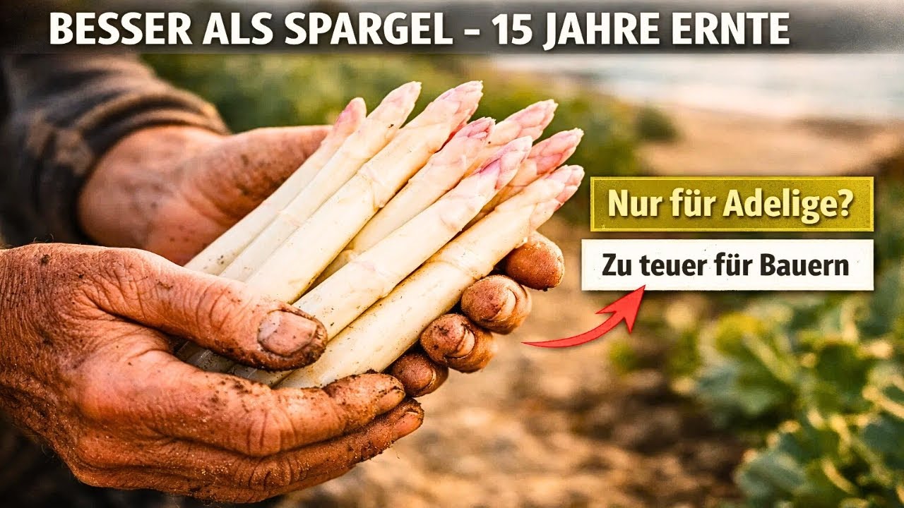 Besser Als Spargel. Produziert 15 Jahre Lang. Die Pflanze, Die Zu Teuer War Für Bauern