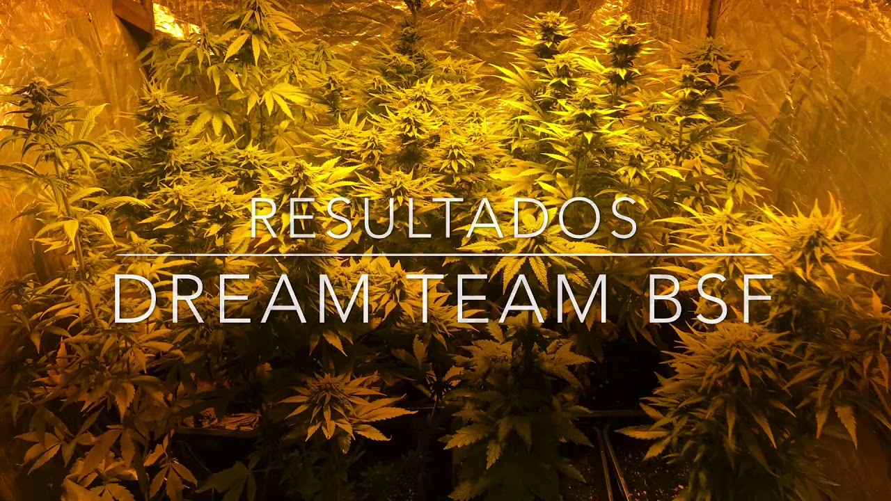 Resultados Cultivo Indoor-Gorilla glue #4, moby d, s&uacute;per lemon haze y Critical+2