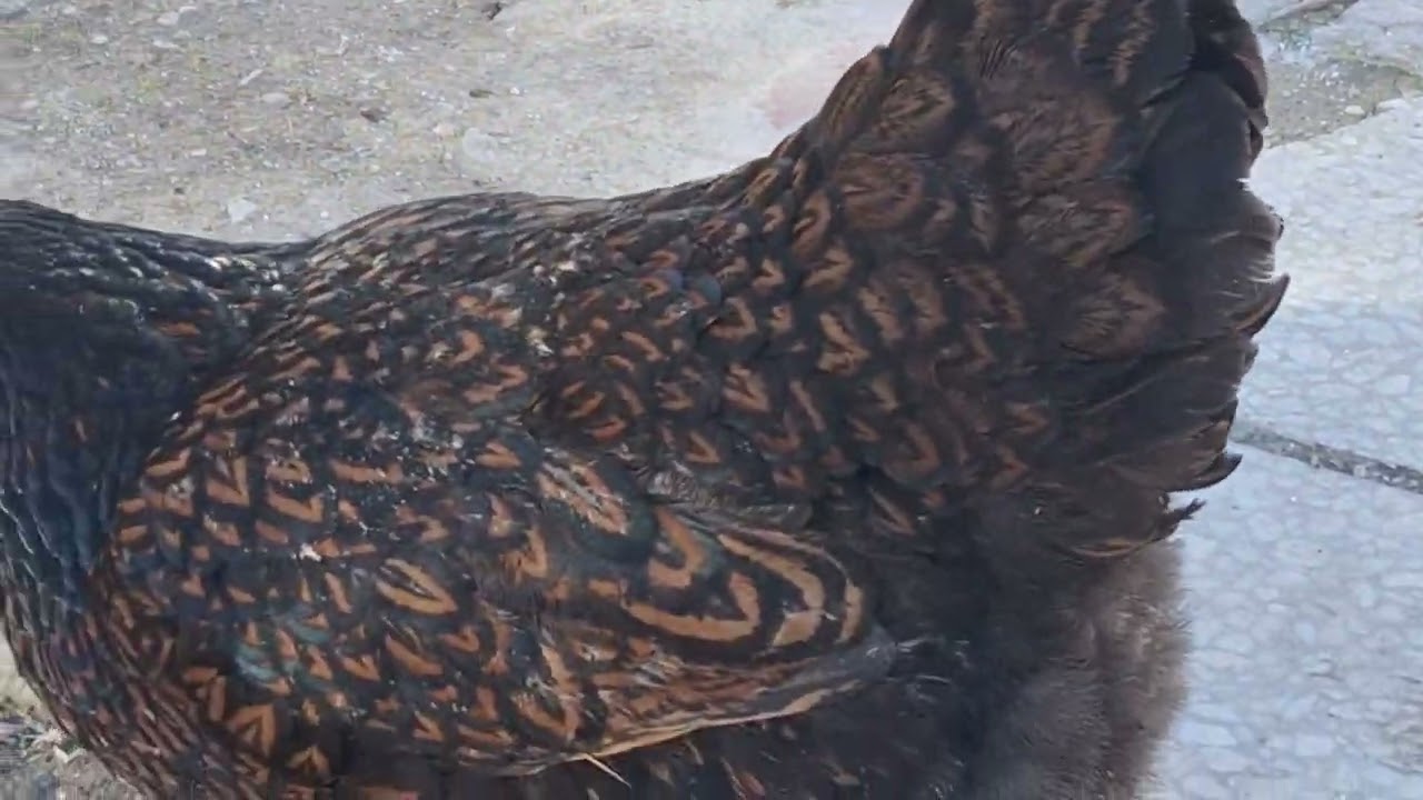 Barneveldergold:sessiz,sakin,uysal,ılıman yumurtacı süs tavuğu ırkı..
