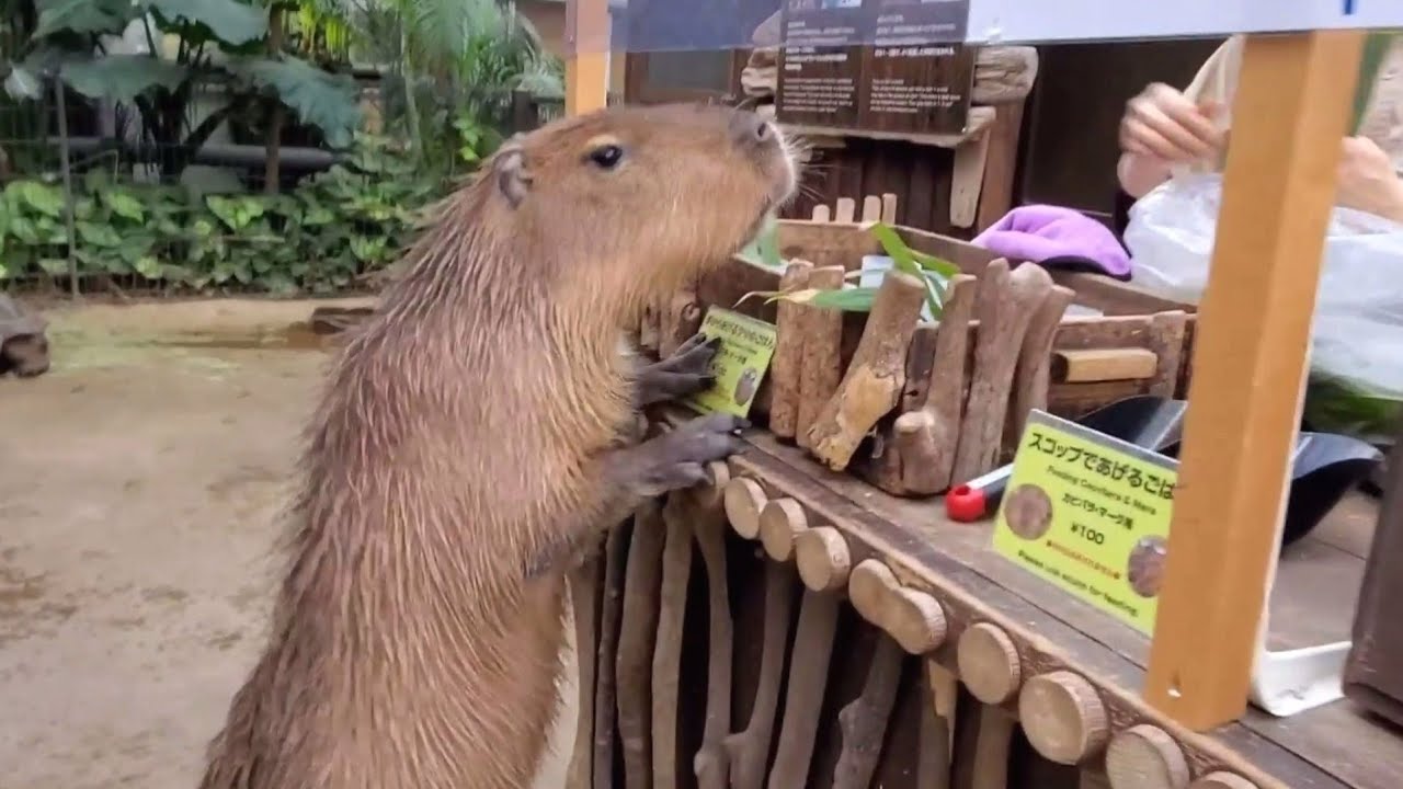 くださいな～🌿飼育員さんにダメ出しされるカピバラさん。-Capybara