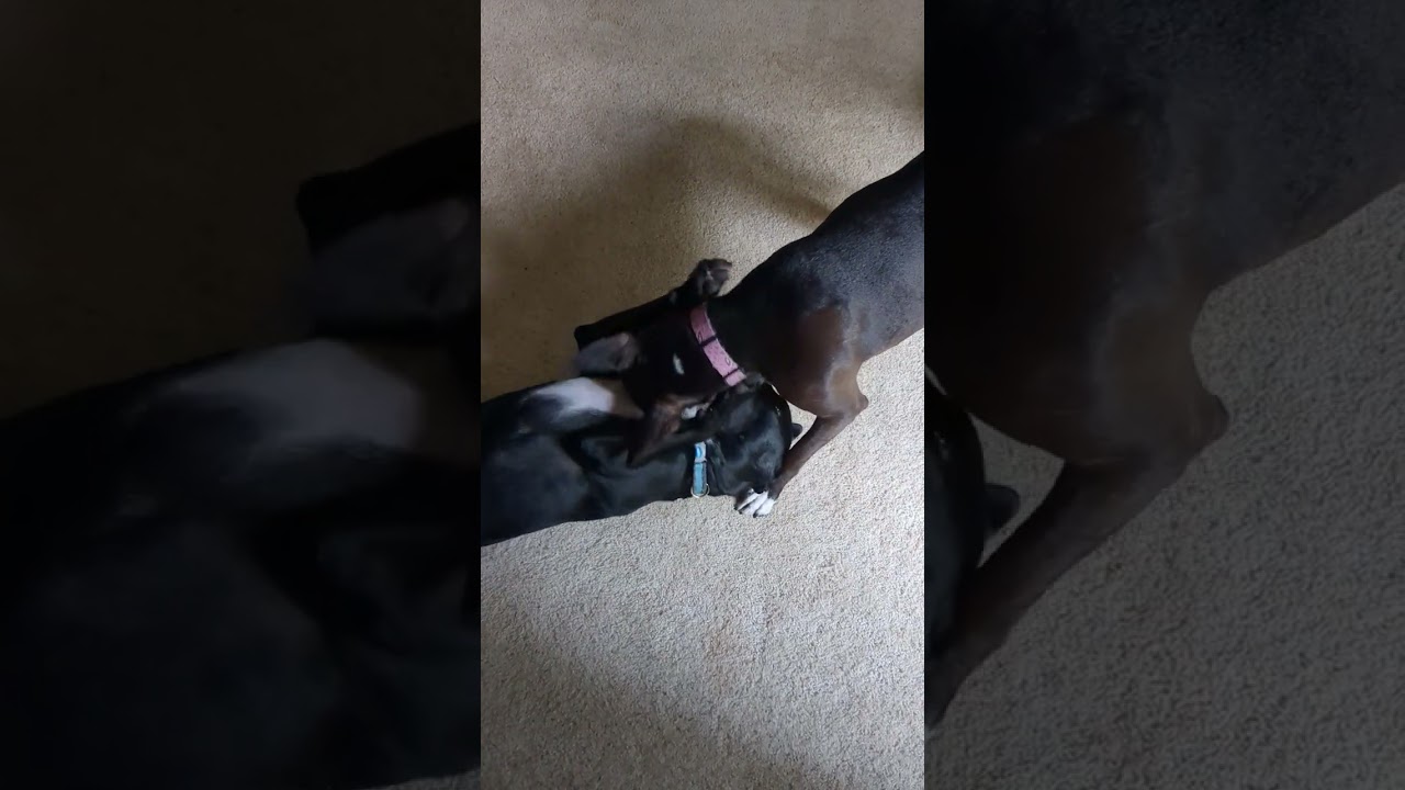 Full 2 dog play session from beginning to end.