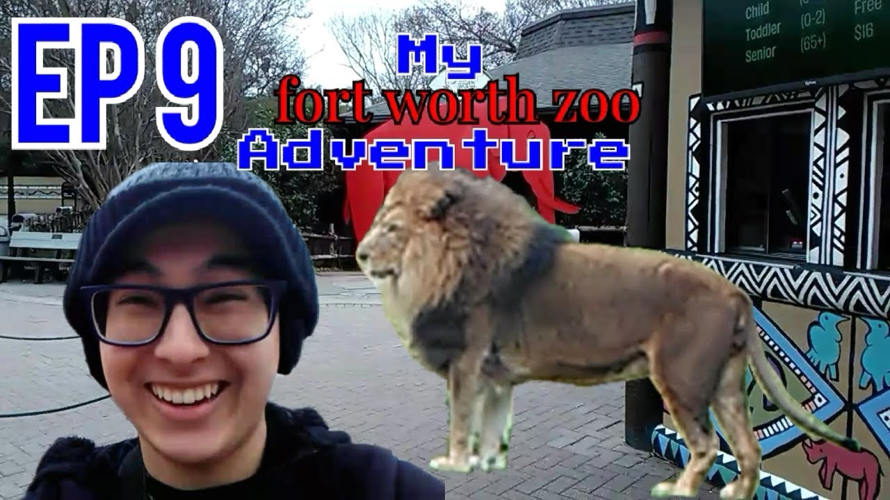 My Fort Worth Zoo Adventure Ep 9: The Lion of Judah! (ft. male Lion in action, Rhinos in love+Tigers