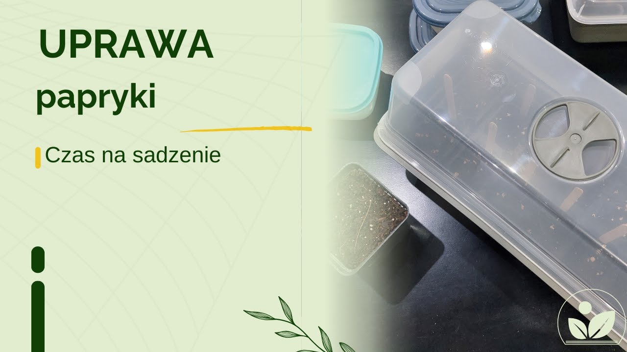 Nasionka papryki wykiełkowały co dalej?