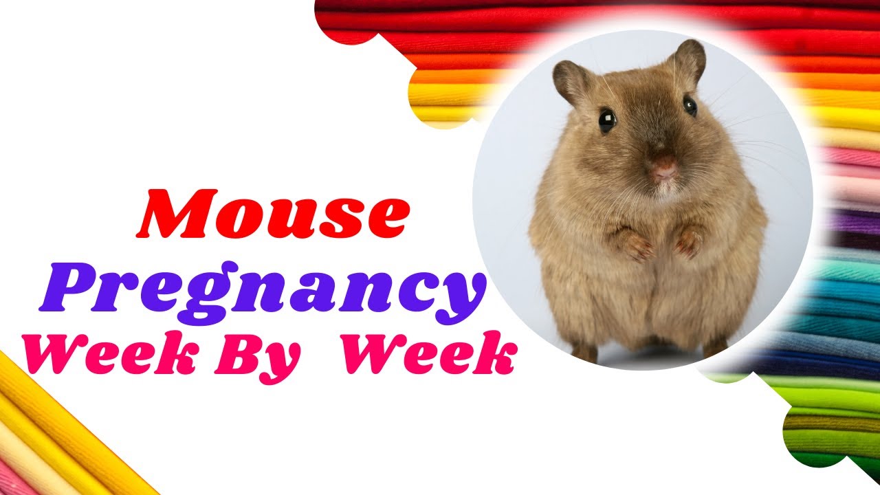 Mouse Pregnancy : week by week 2021 ! Mouse Health ! Pet Care