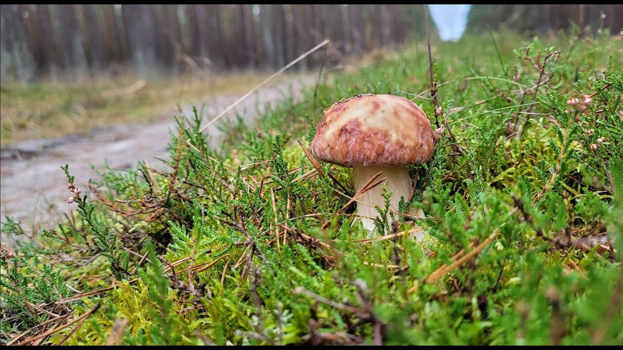 Defilada borowików 11 listopada przy akompaniamencie dalekich wystrzałów z polowania