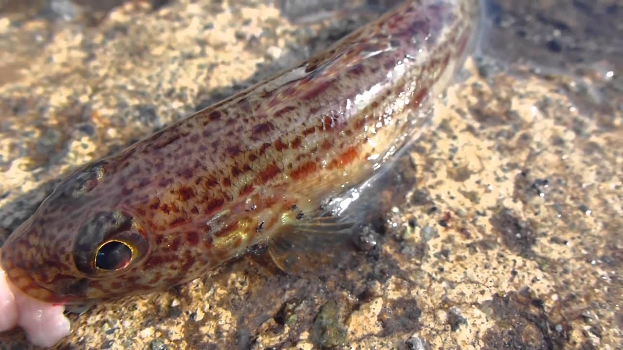 サビハゼ