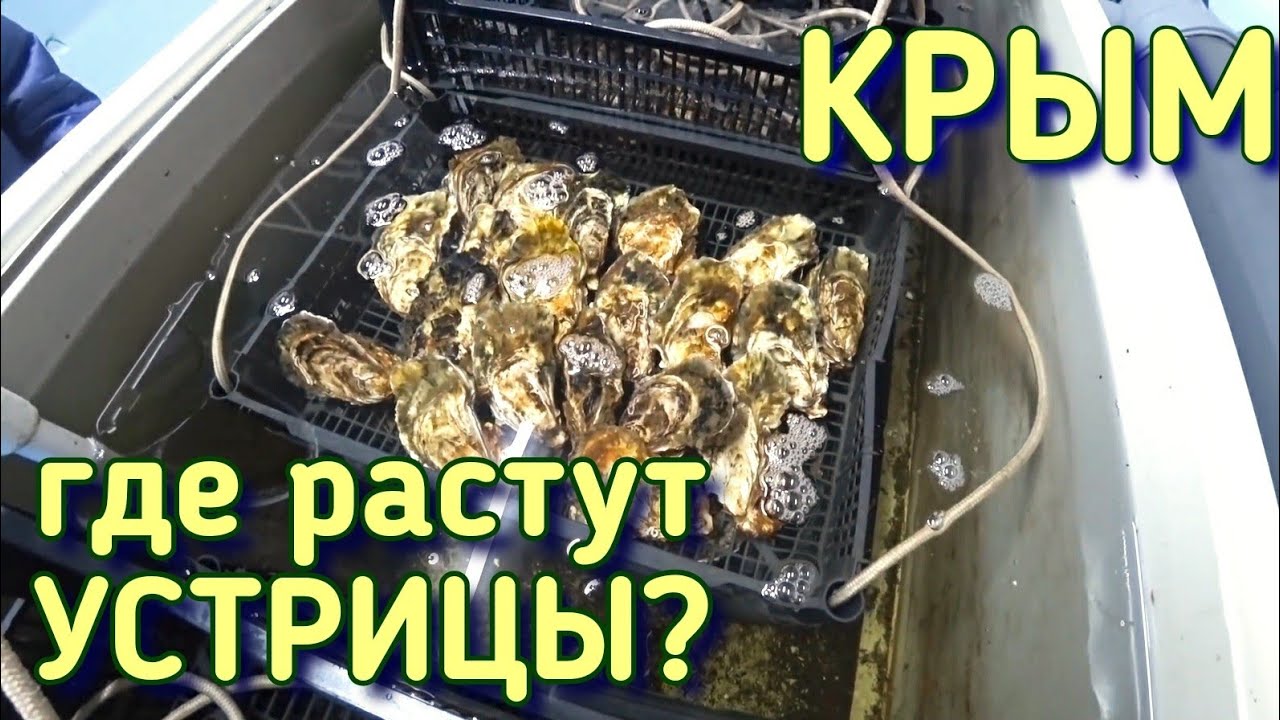 Крым. Мидийно-Устричная ферма на Донузлаве. Готовим мидии. Семеная баня в Поповке. Отдых в Крыму