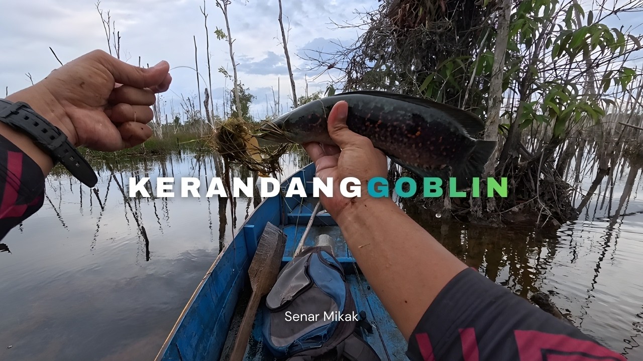Strike Ikan Kerandang Hijau Di Saat Air Jernih