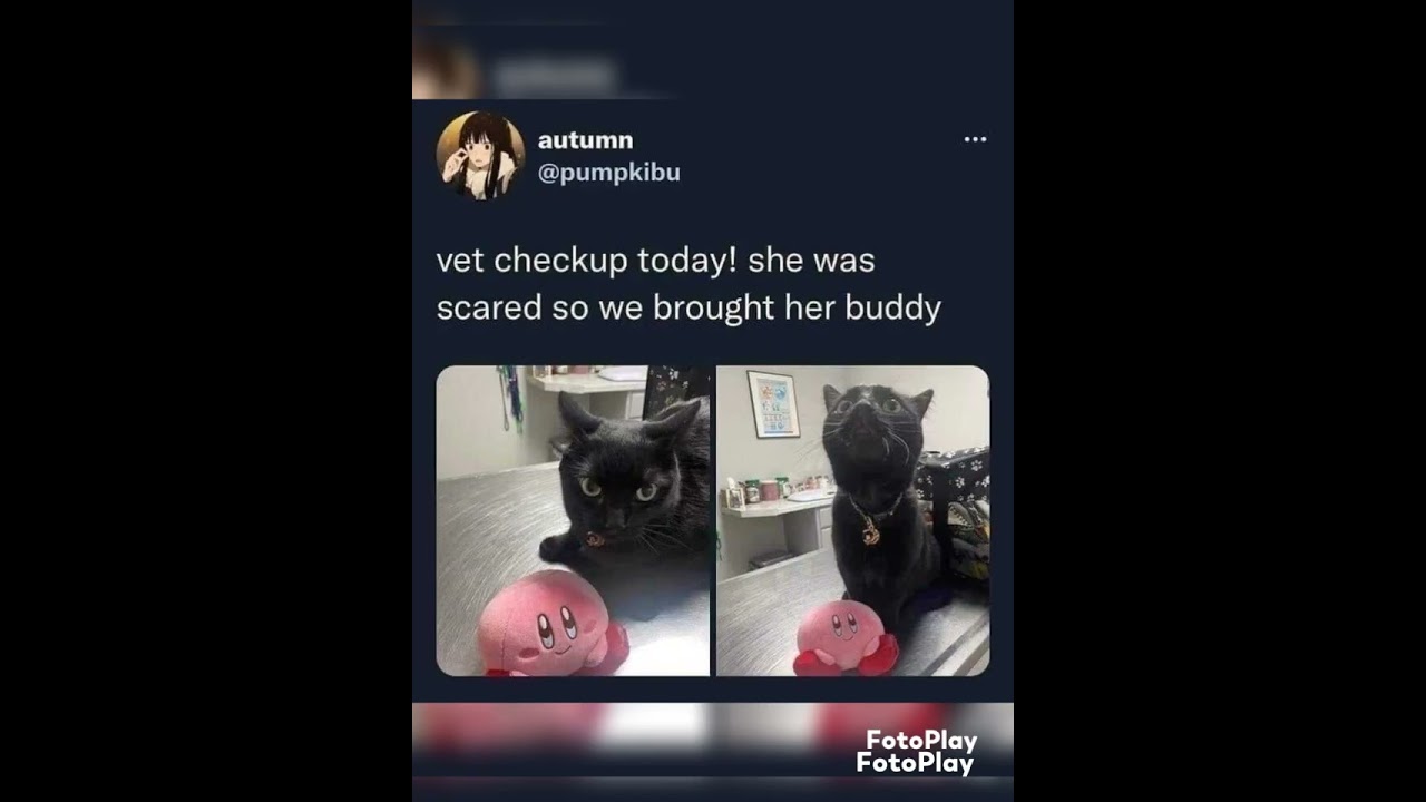 Funny cat memes compilation to enjoy