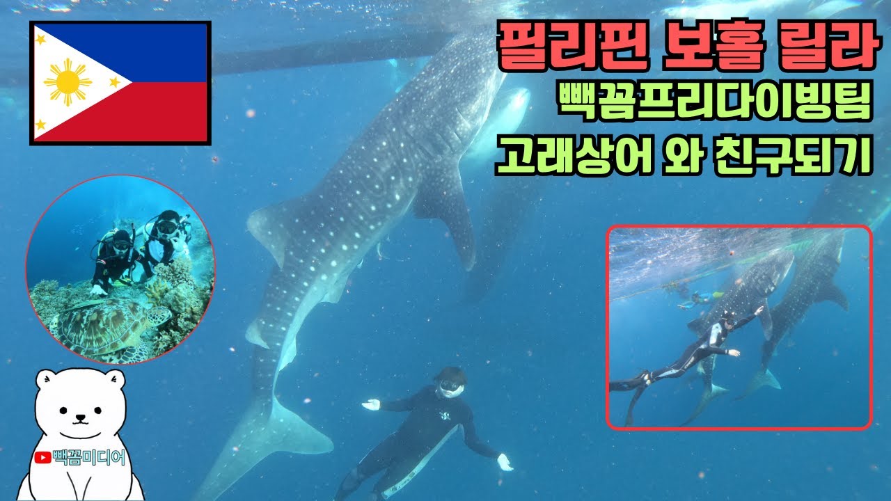 [빽꼼미디어] 필리핀 보홀 고래상어 투어 더 이상 할수없다..