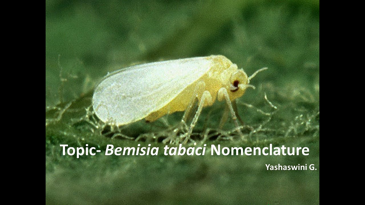 Bemisia tabaci Nomenclature