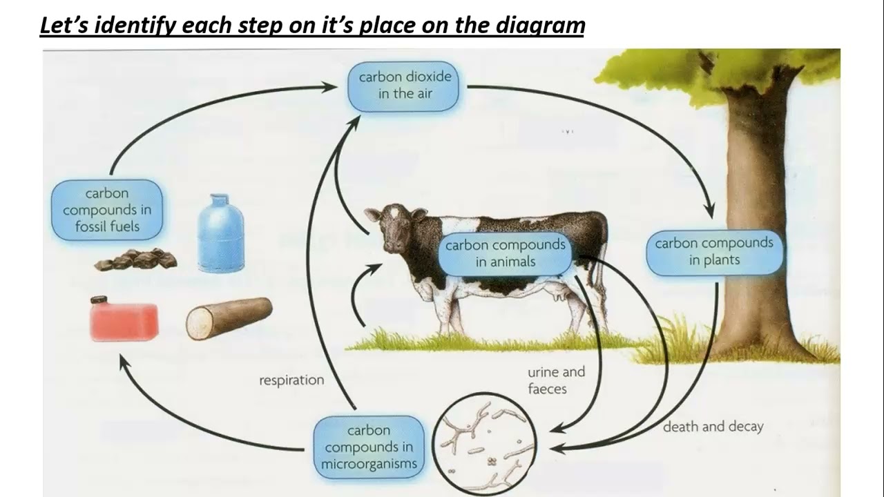 19.3 Nutrient cycles