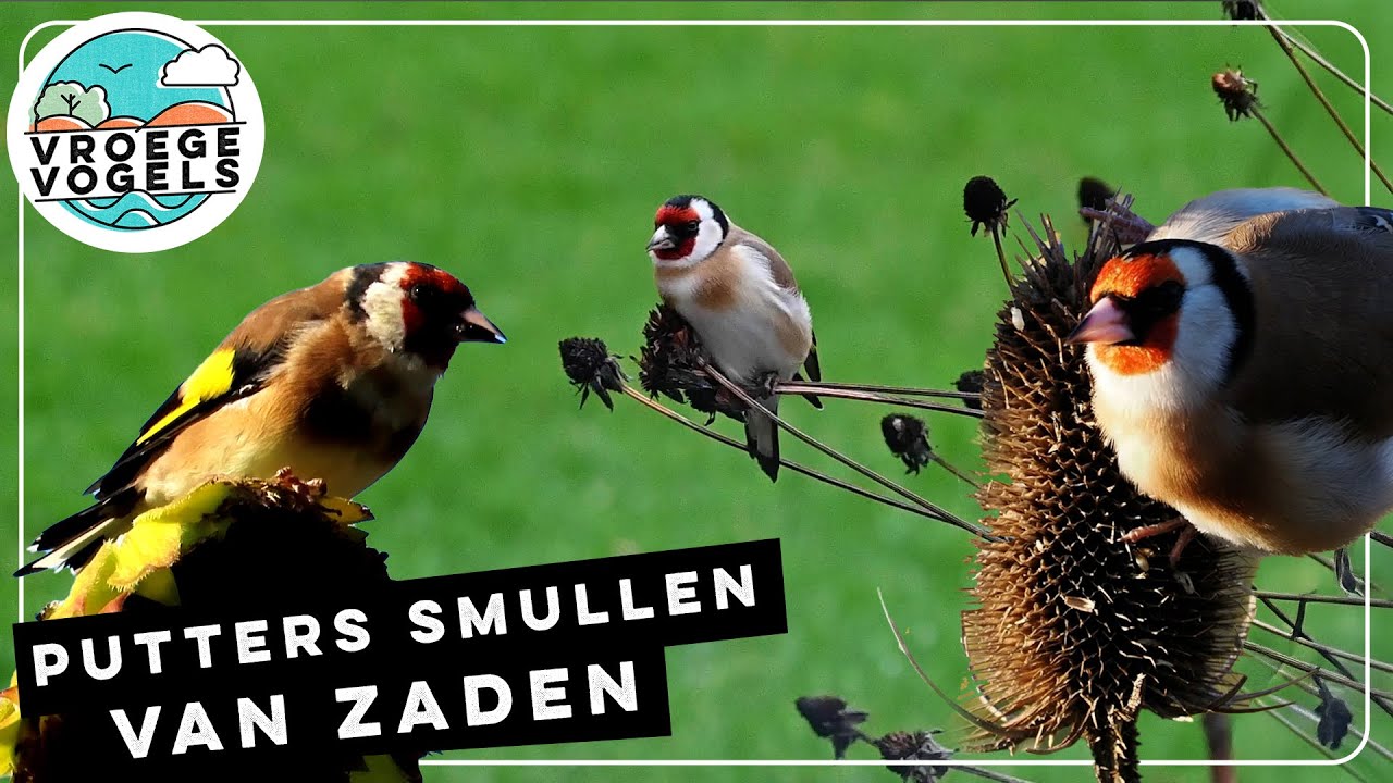 Putters smullen van de laatste zaden in je tuin | Zelf Geschoten | Vroege Vogels