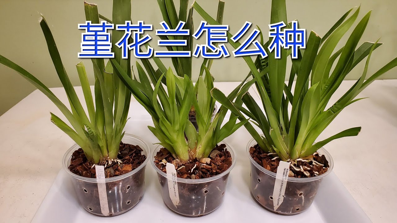 Sophie's Garden 兰花，堇花兰怎么种 Miltoniopsis