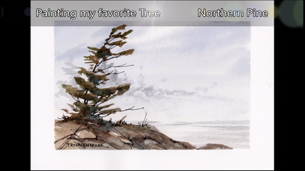 Paint a Northern Pine Tree. Quick and fun real-time watercolor demo. Peter Sheeler