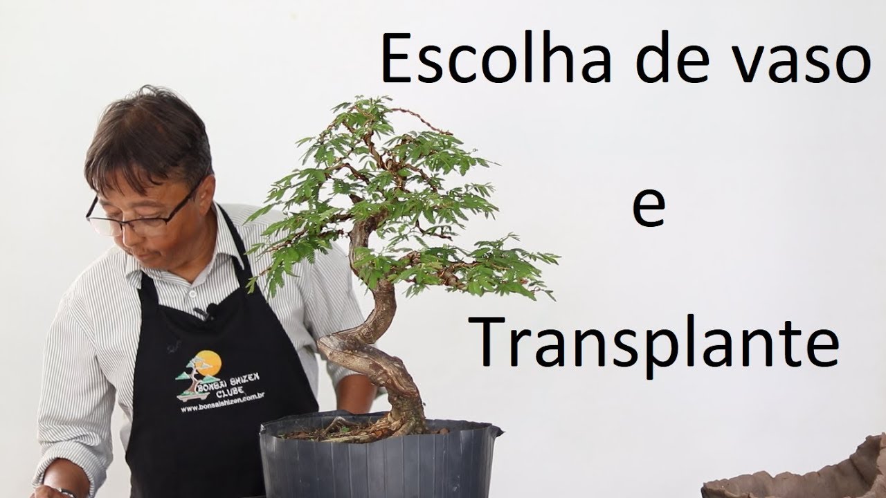 Escolha de vaso e transplante
