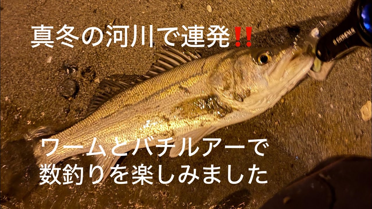 真冬の河川で連発！！　ワームとバチルアーで数釣りを楽しむ