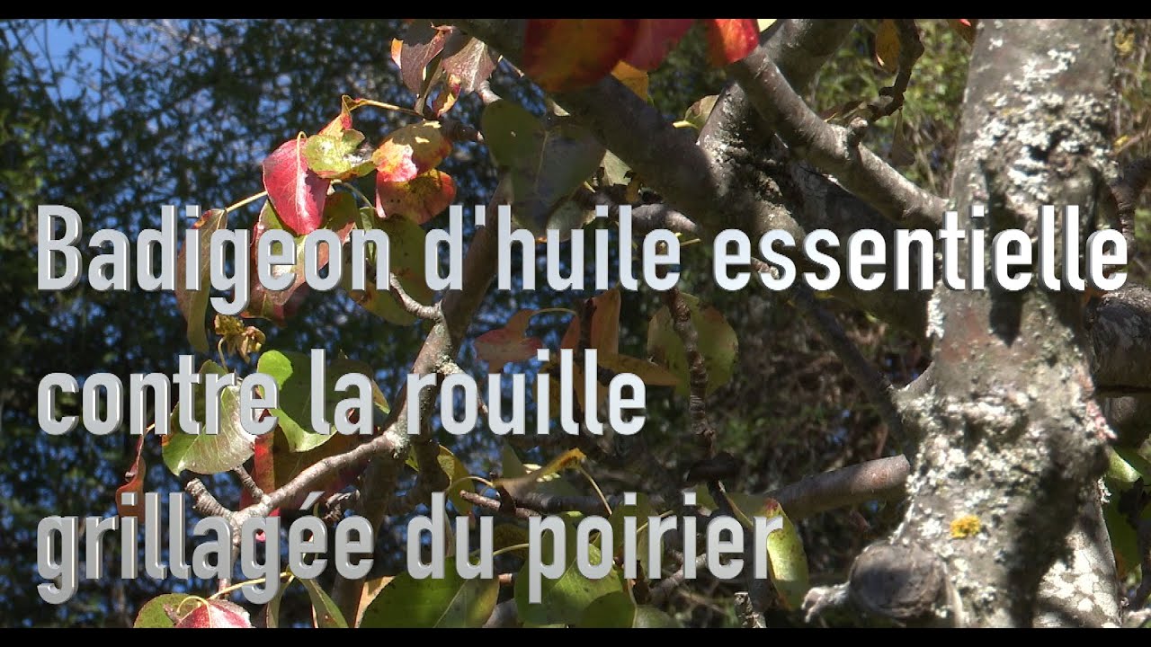Utiliser les huiles essentielles contre la rouille grillagée du poirier